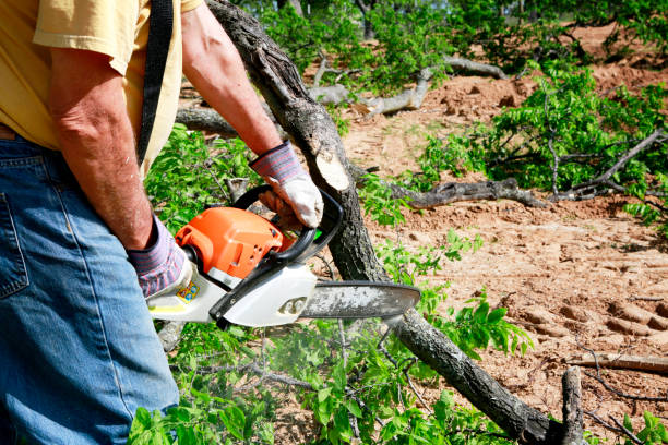 Best Best Tree Removal Services  in Maan, ND